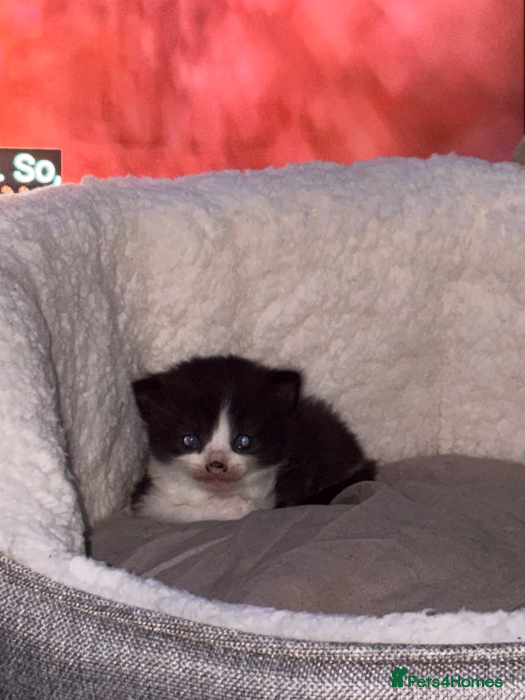 British Longhair cats for sale: Kittens need gone (available to leave in 2 weeks) - Advert 6