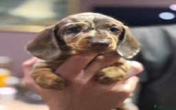 Miniature Dachshund dogs for sale: Three superb girls available NOW - Image 8