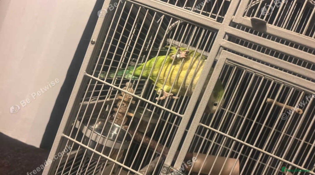 Parakeets birds for sale: Male Quaker Parrot  - Advert 1