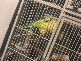 Parakeets birds Male Quaker Parrot - Advert 2