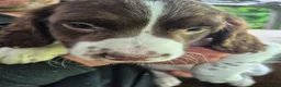 English Springer Spaniel dogs for sale: English Springer Spaniel pups for sale! - Advert 12