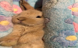 Mini Lop rabbits for sale: Beautiful Mini Lop Rabbits  - Image 1