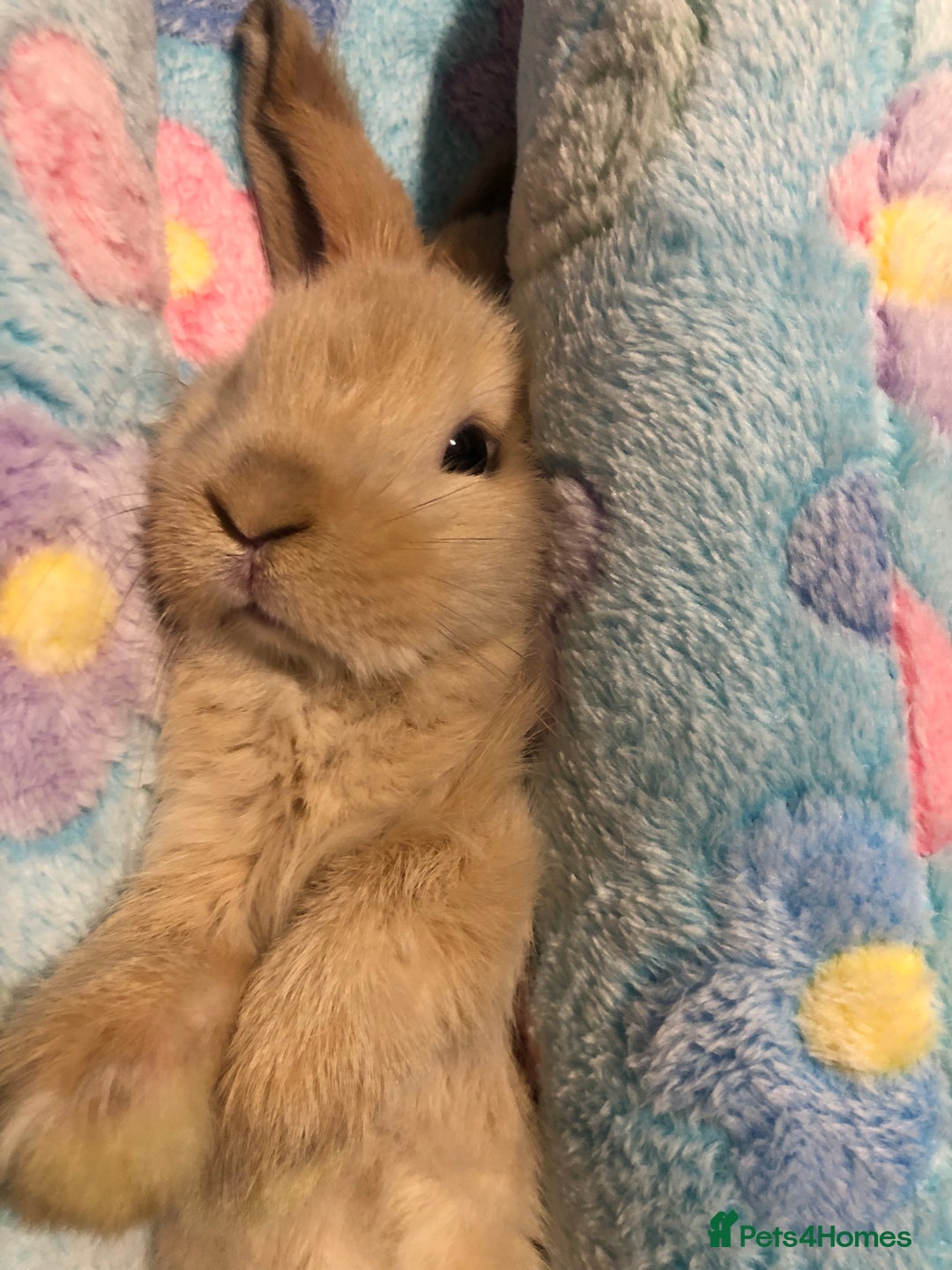 Mini Lop rabbits for sale: Beautiful Mini Lop Rabbits  - Image 1