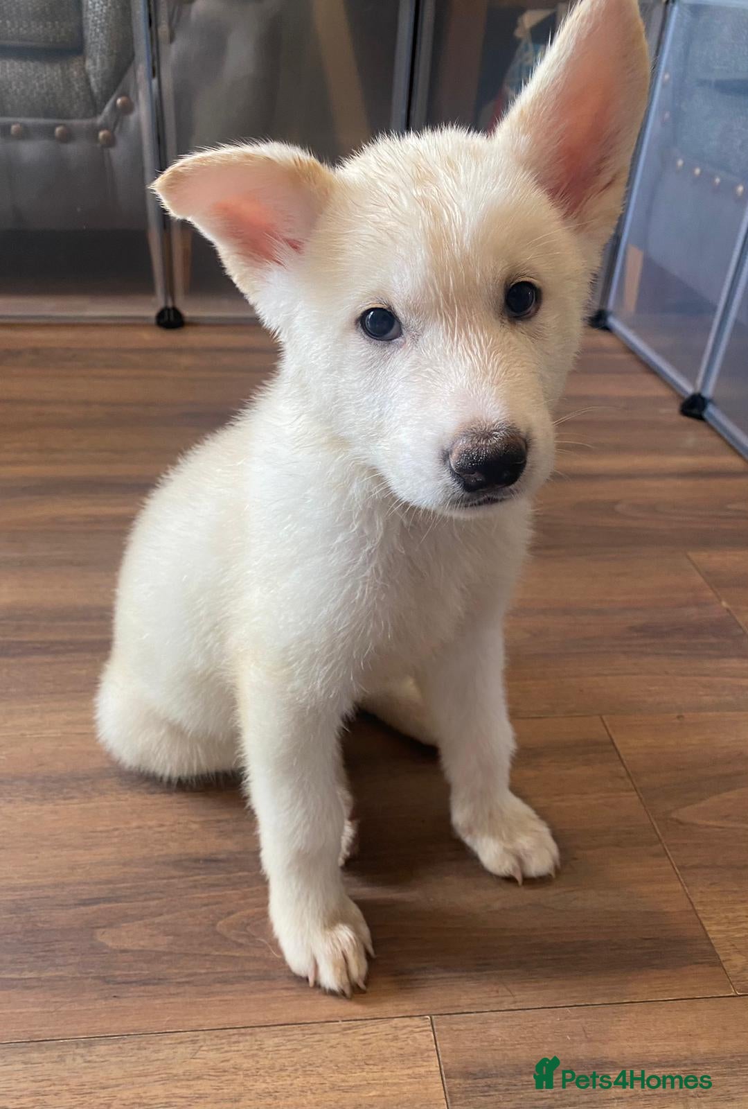 Mixed Breed dogs for sale: READY NOW! Beautiful Japanese Akita Puppies - Image 14