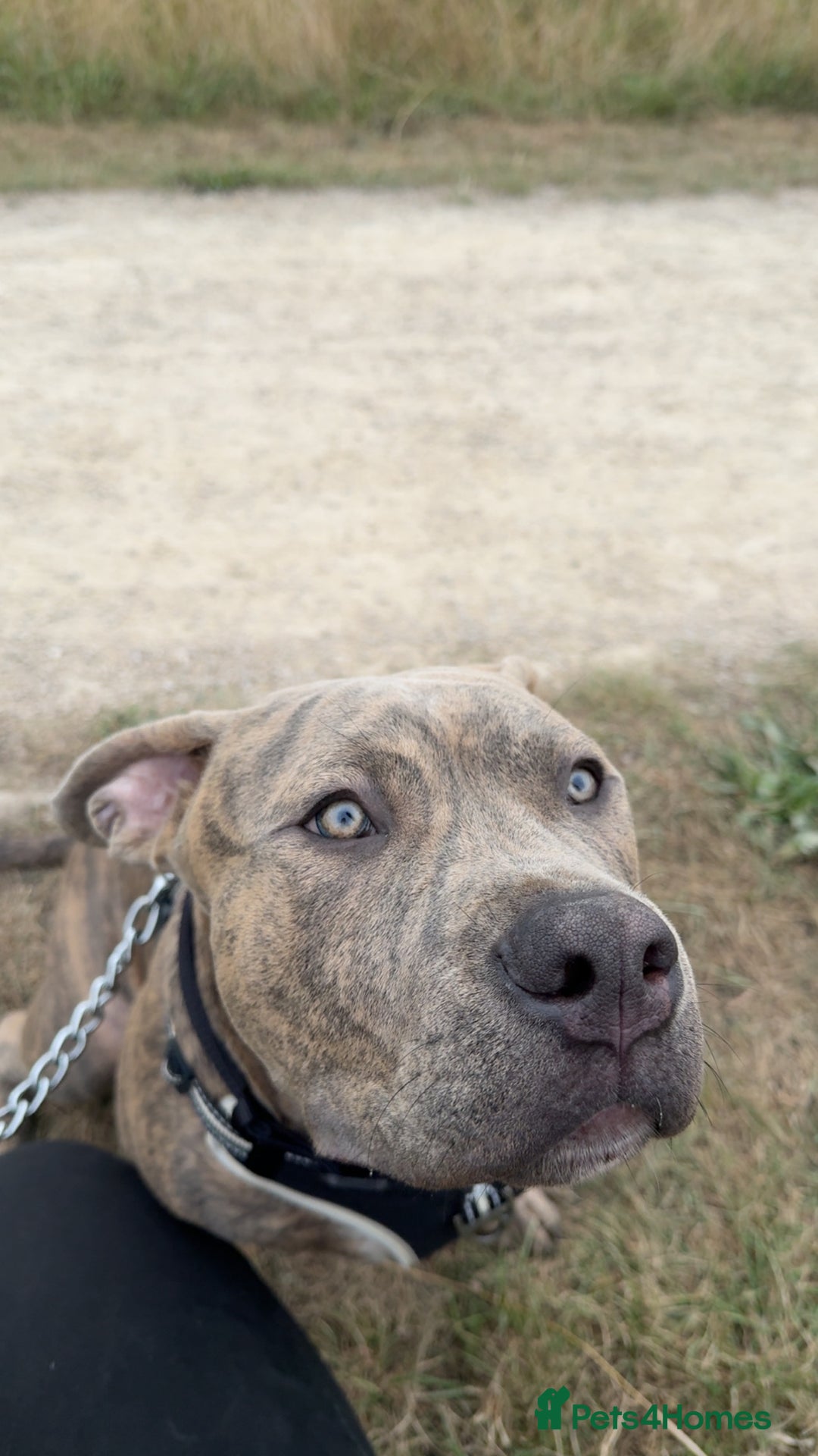 Mixed Breed dogs for sale: Zeus Looking for a Loving New Home - Advert 1
