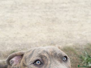 Mixed Breed dogs Zeus Looking for a Loving New Home - Advert 3