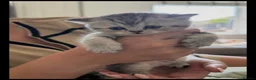 British Shorthair cats for sale: British Shorthair Kittens - Advert 3