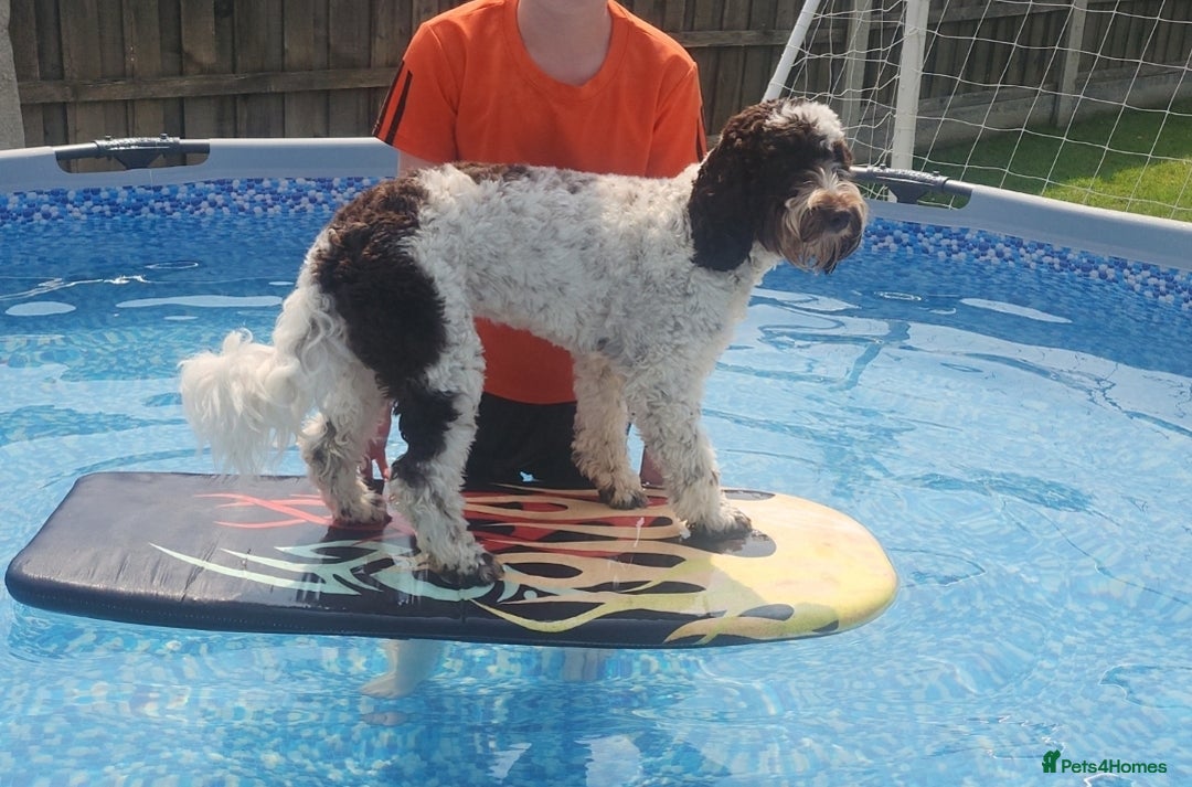 Cockapoo dogs for sale: Cockapoo puppies - Image 7