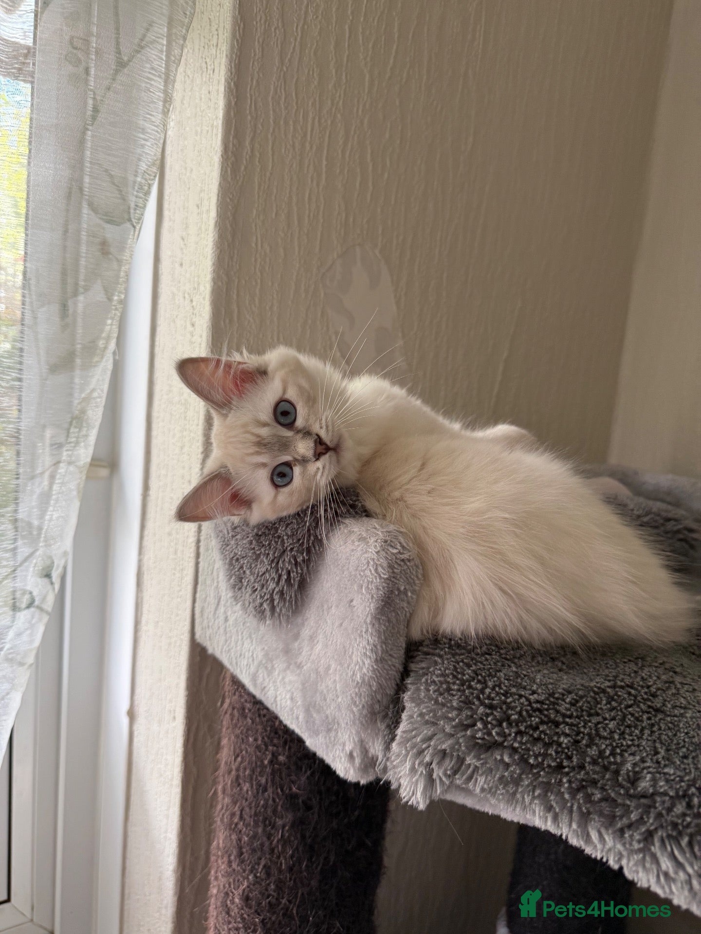 Ragdoll cats LYNX(Tabby point) RAGDOLL GIRL AVAILABLE  - Advert 2