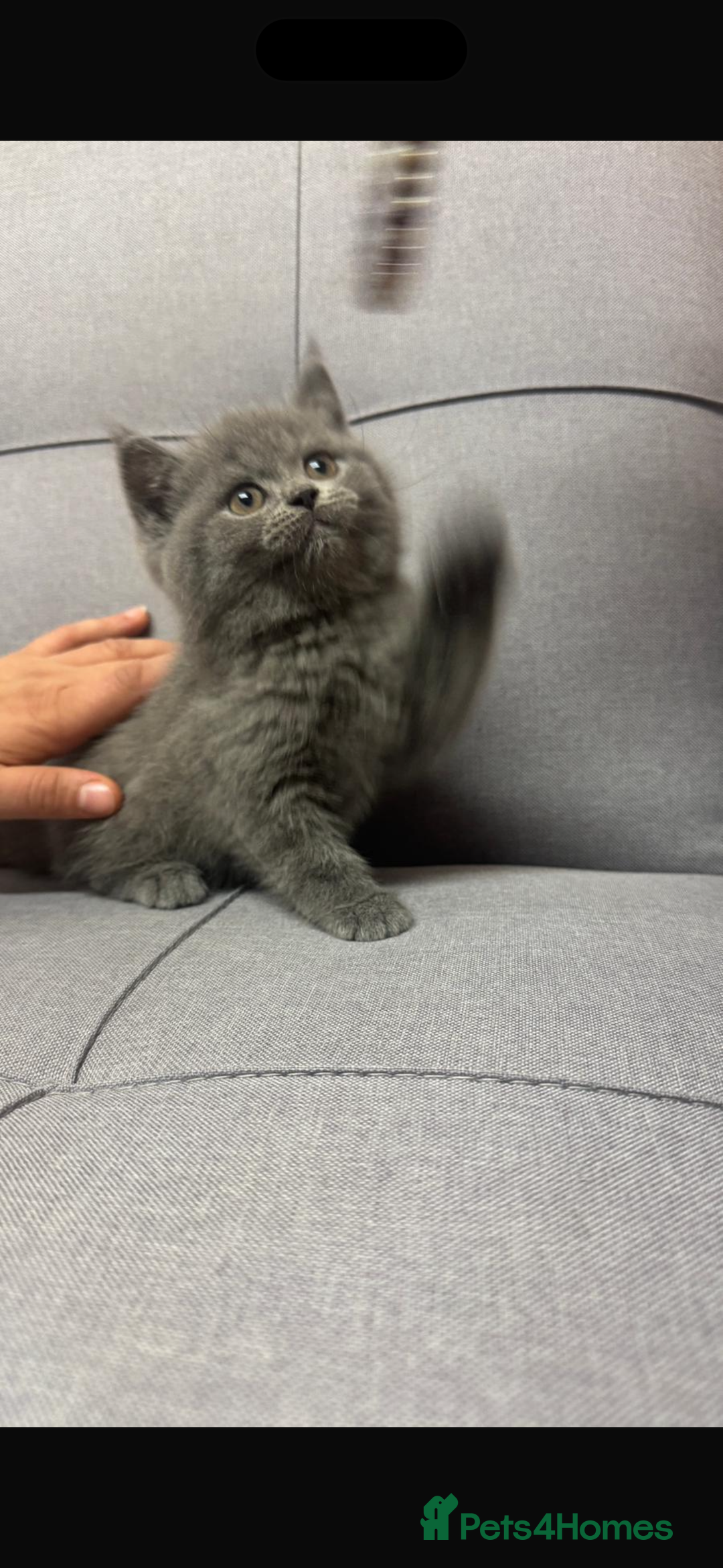 British Shorthair cats for sale: British shorthair female  - Advert 9