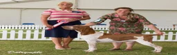 Bracco Italiano dogs for sale: ⭐️⭐️TOP BREEDER 2021,22,23,24,25⭐️⭐️ - Advert 7