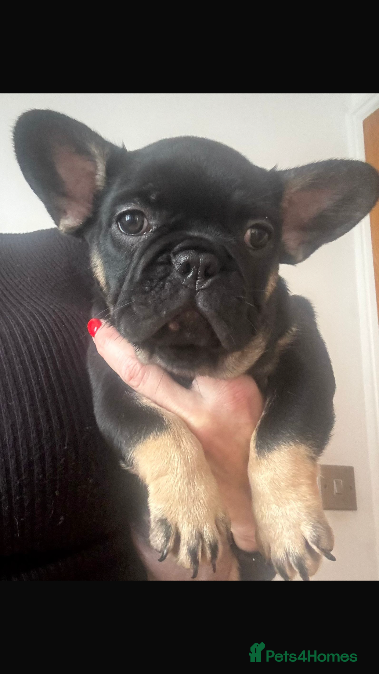 French Bulldog dogs French bulldog - Advert 1