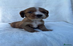 Cocker Spaniel dogs for sale: Beautiful kc registered cockerspaniel puppies  - Image 26