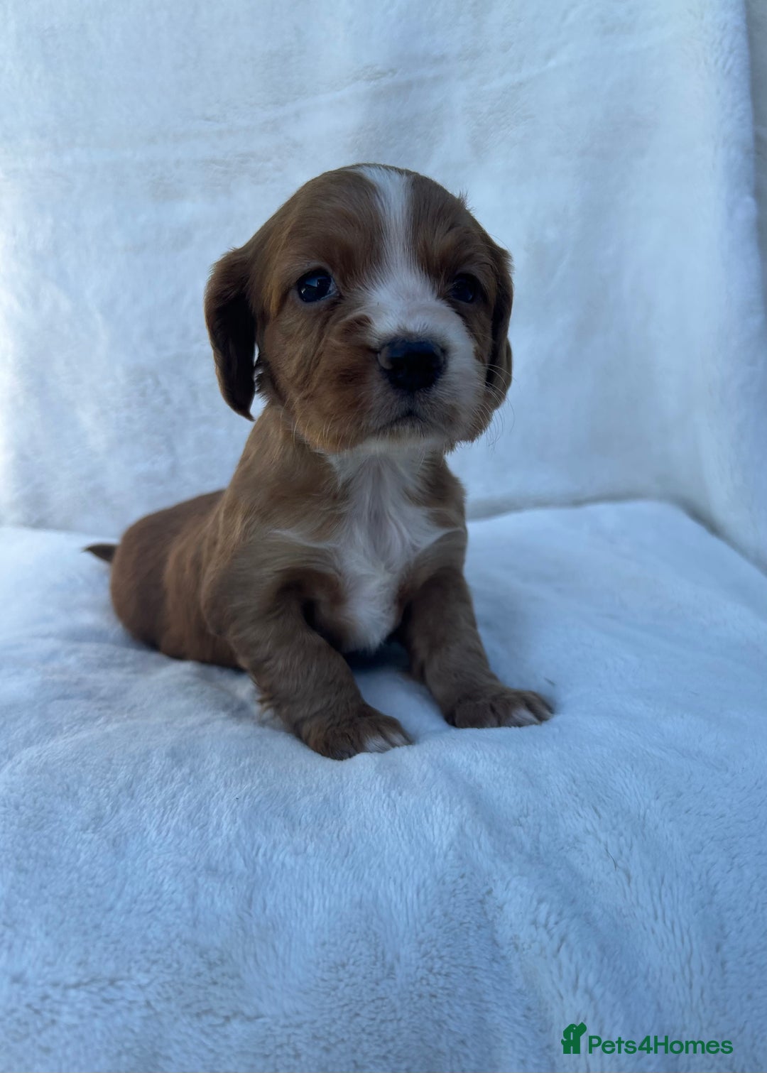 Cocker Spaniel dogs for sale: Beautiful kc registered cockerspaniel puppies  - Image 26