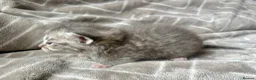 Mixed Breed cats for sale: Silver Tabby Exotic Kittens For Sale - Advert 13