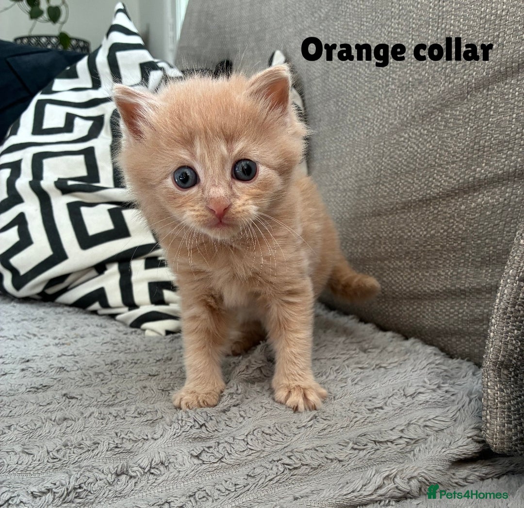 Norwegian Forest Cat cats for sale: Kittens - Image 2