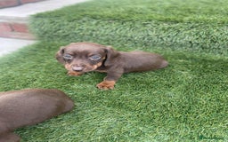 Miniature Dachshund dogs for sale: Miniature daschunds - Image 18