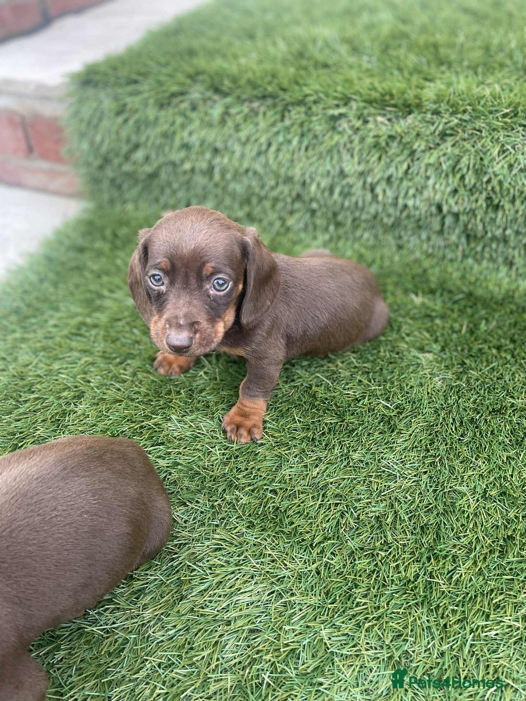 Miniature Dachshund dogs for sale: Miniature daschunds - Image 18