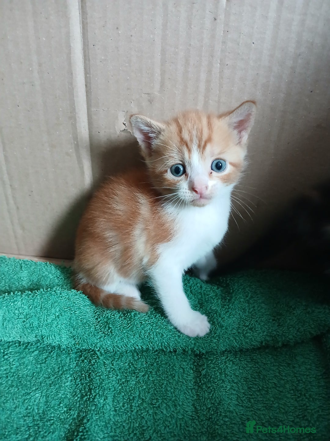 Mixed Breed cats for sale: Beautiful kittens  - Image 6