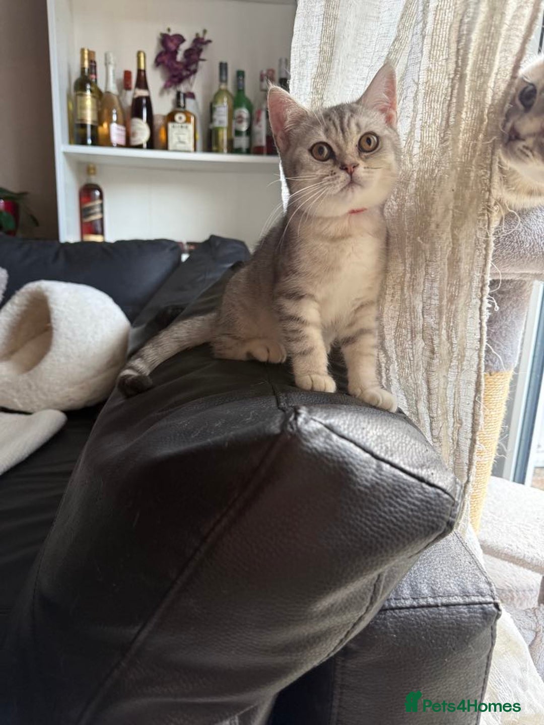 British Shorthair cats for sale: Pure British shorthair kittens for sale  - Image 7
