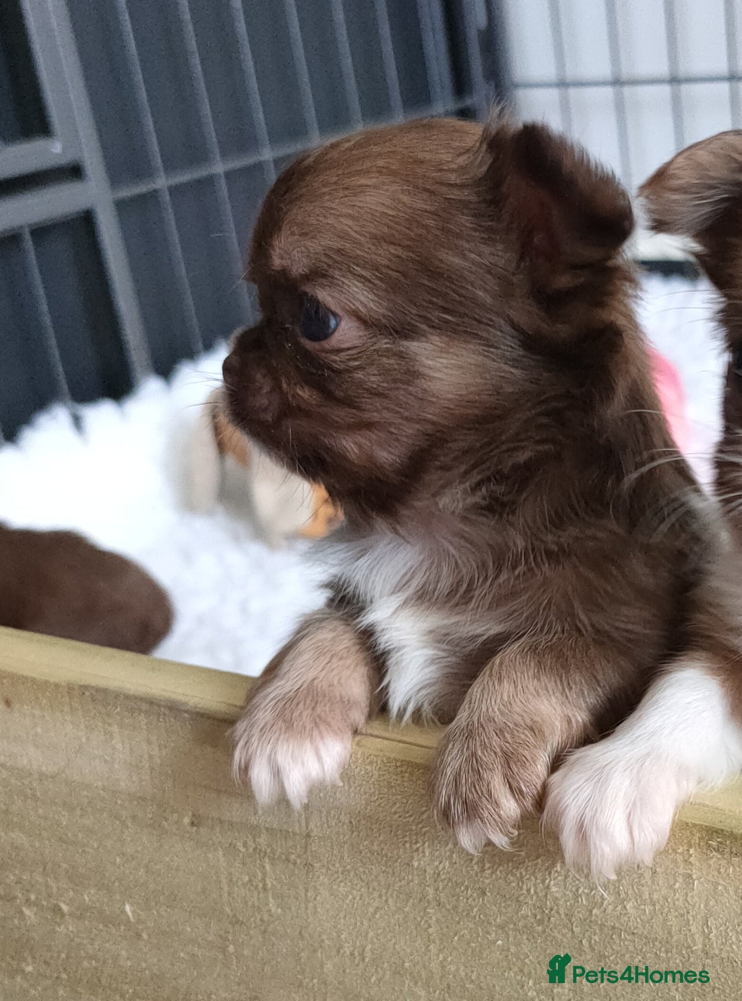 Chihuahua dogs for sale: Only one beautiful boy left,he's totally stunning  - Image 32