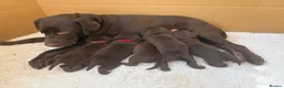 Labrador Retriever dogs for sale: Beautiful Chocolate Labrador Puppies - 09/03/2026 - Advert 26
