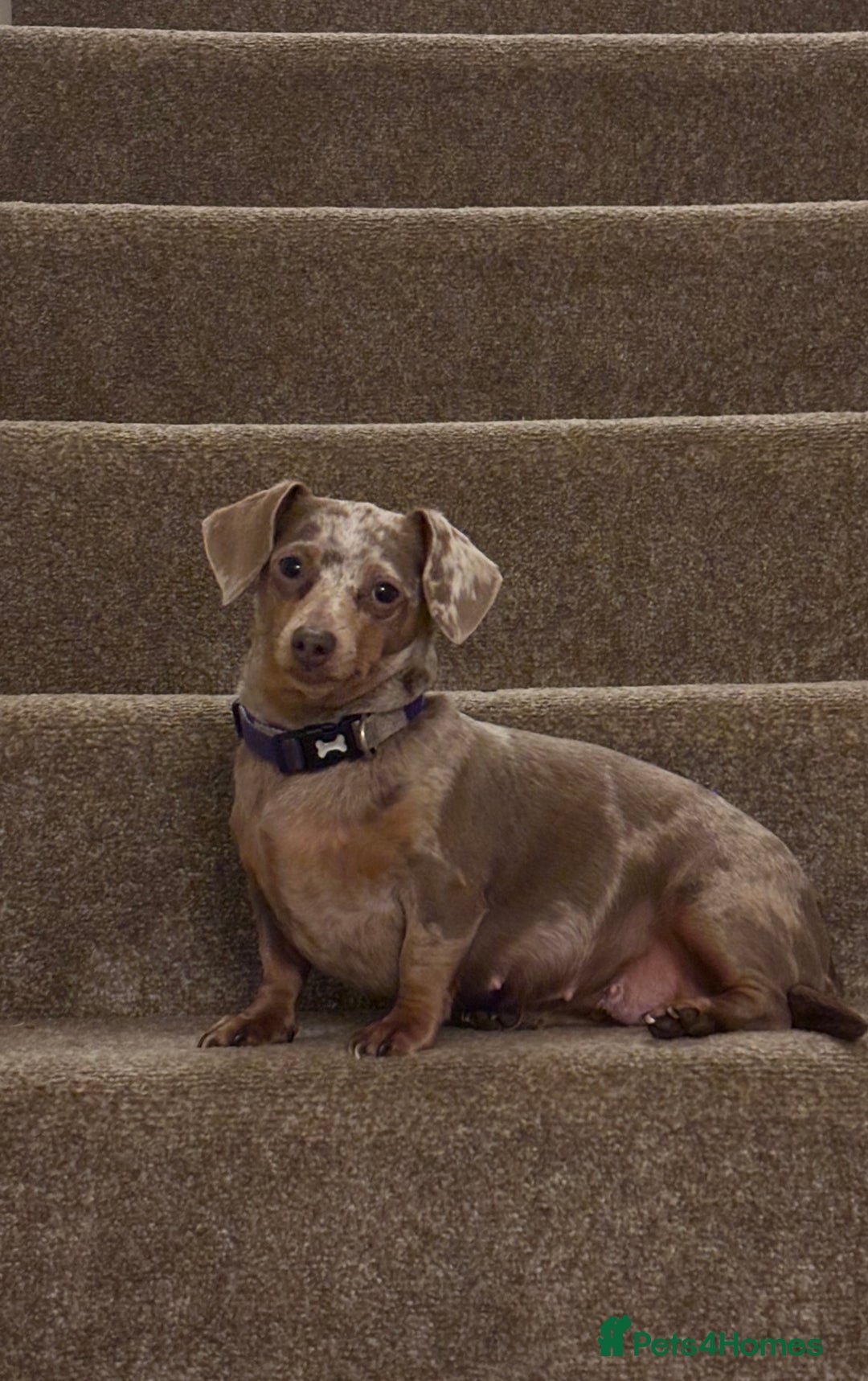 Dachshund dogs for sale: 5* DACHSHUND PUPPIES  - Advert 3