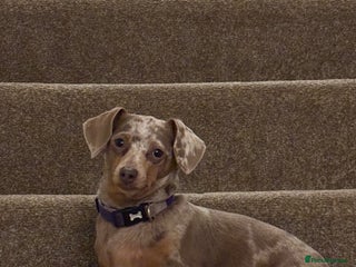 Dachshund dogs 5* DACHSHUND PUPPIES - Advert 1