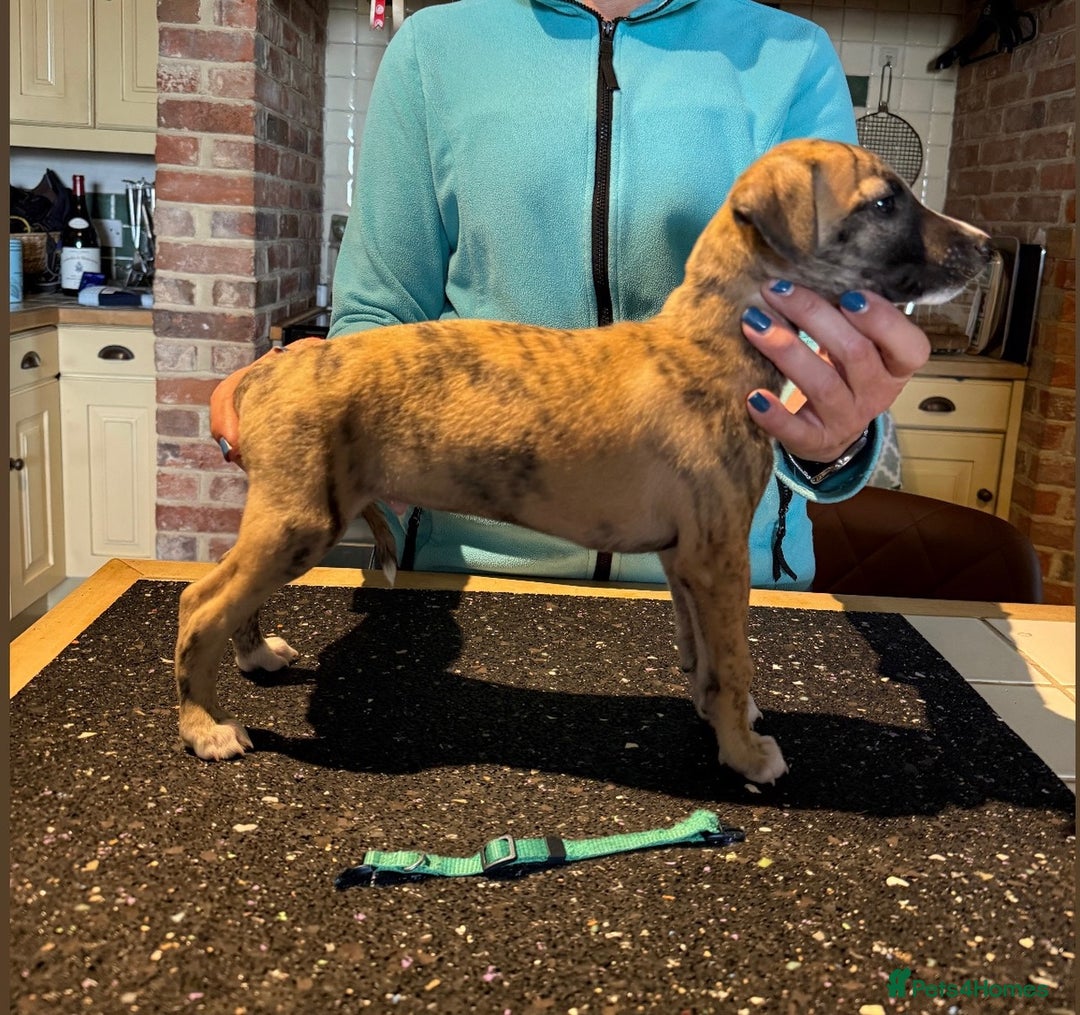Whippet dogs for sale: 2 Super Smart Whippet boys available - Image 5