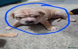 Staffordshire Bull Terrier dogs for sale: Beautiful staffie x puppies  - Image 3