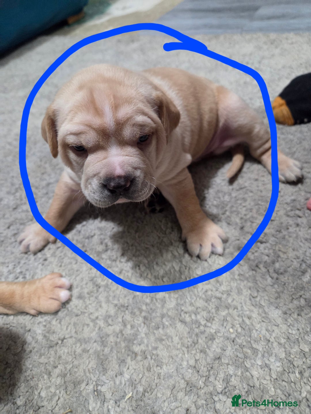 Staffordshire Bull Terrier dogs for sale: Beautiful staffie x puppies  - Image 3