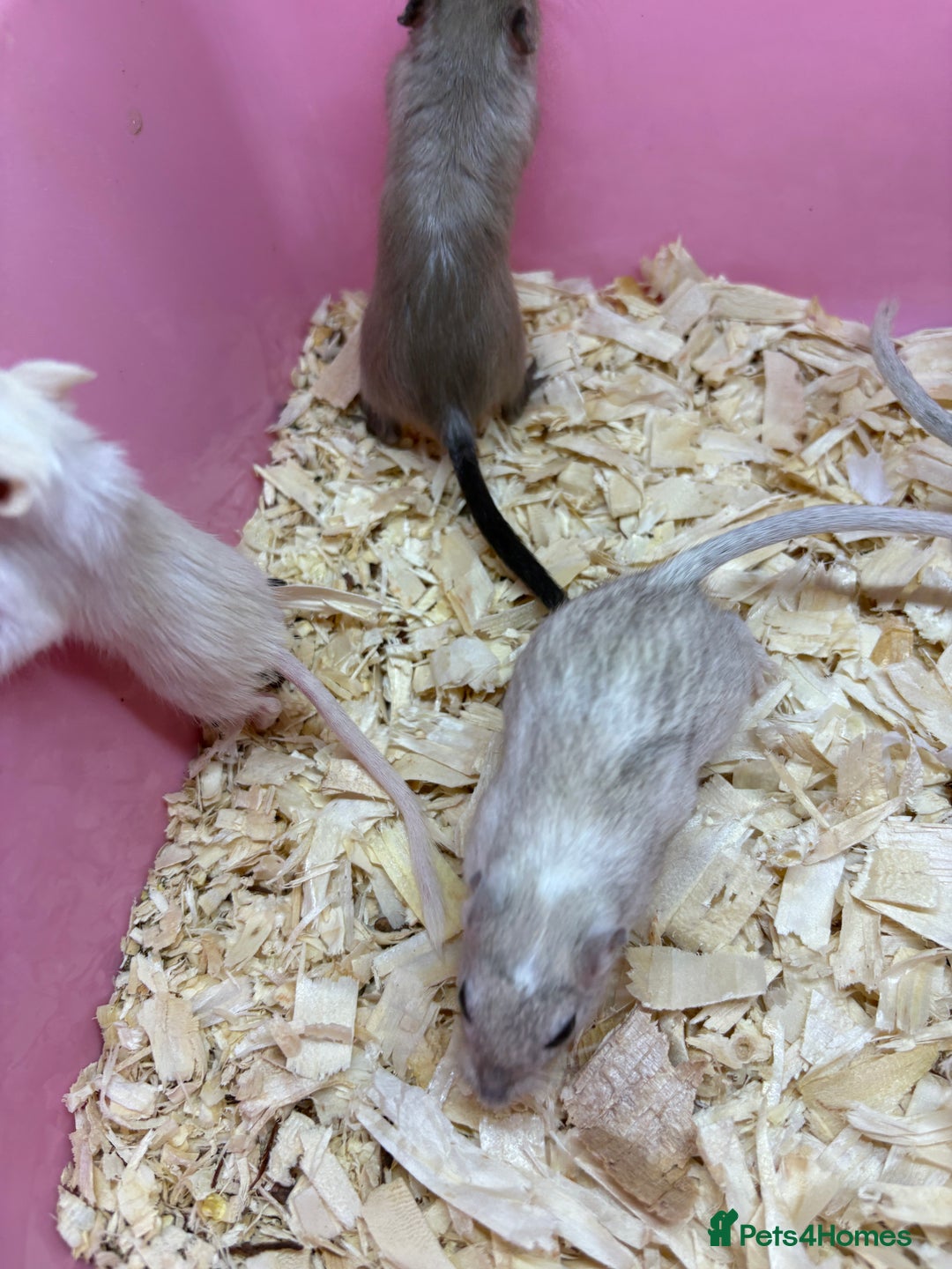 Gerbil rodents for sale: Baby gerbils ready now  - Image 5