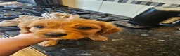 Cavalier King Charles Spaniel dogs for sale: Beautiful cavalier king Charles spaniel puppies  - Advert 33
