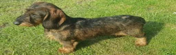 Dachshund dogs for sale: *Gamekeeper bred Wire Haired Dachshund Puppies* - Advert 15