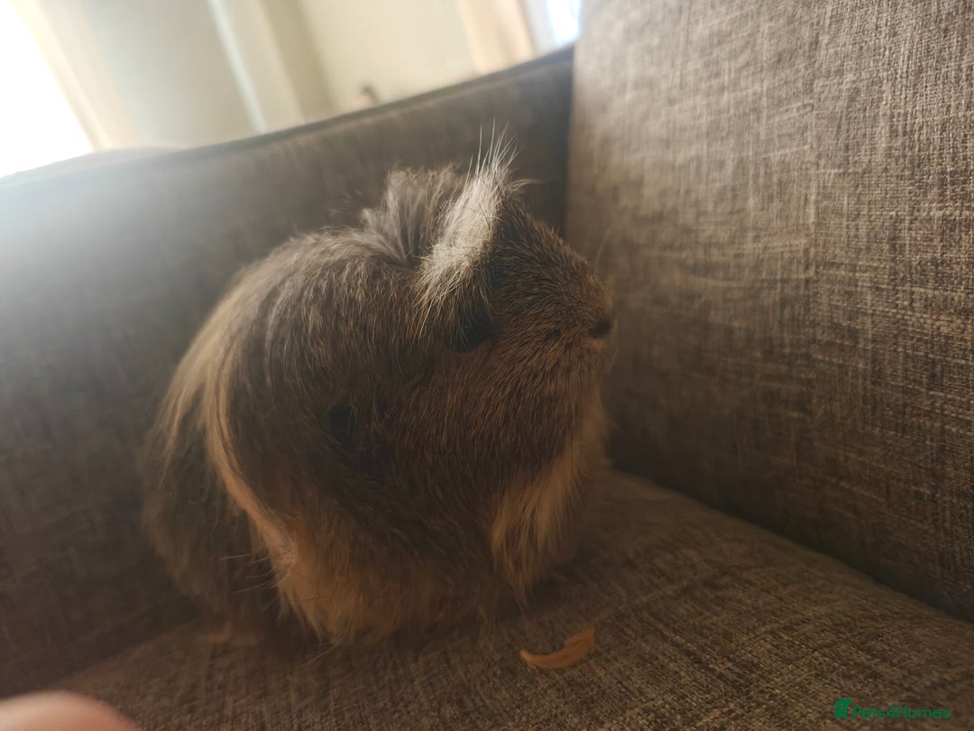 Guinea Pig rodents for sale: Male Guinea Pig For Free - Image 4
