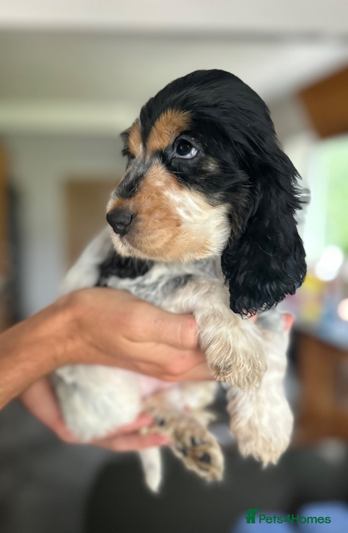 Cocker Spaniel dogs Cocker Spaniel Show Type - Advert 6