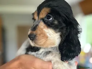 Cocker Spaniel dogs Cocker Spaniel Show Type - Advert 6