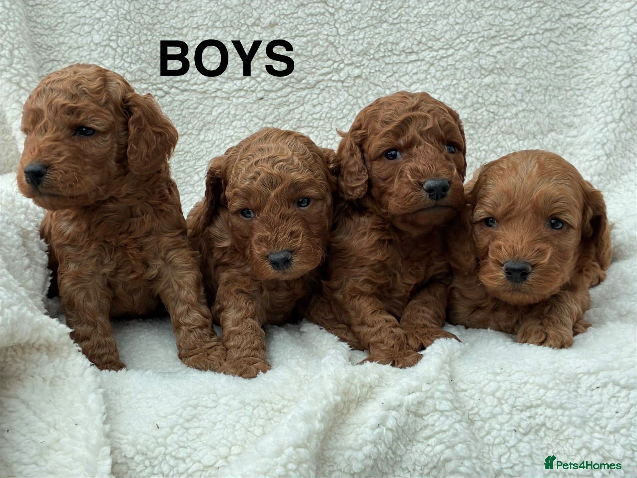 Cockapoo dogs F1b Cockapoo Puppies Available  - Advert 2