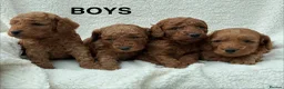 Cockapoo dogs for sale: F1b Cockapoo Puppies Available  - Advert 2