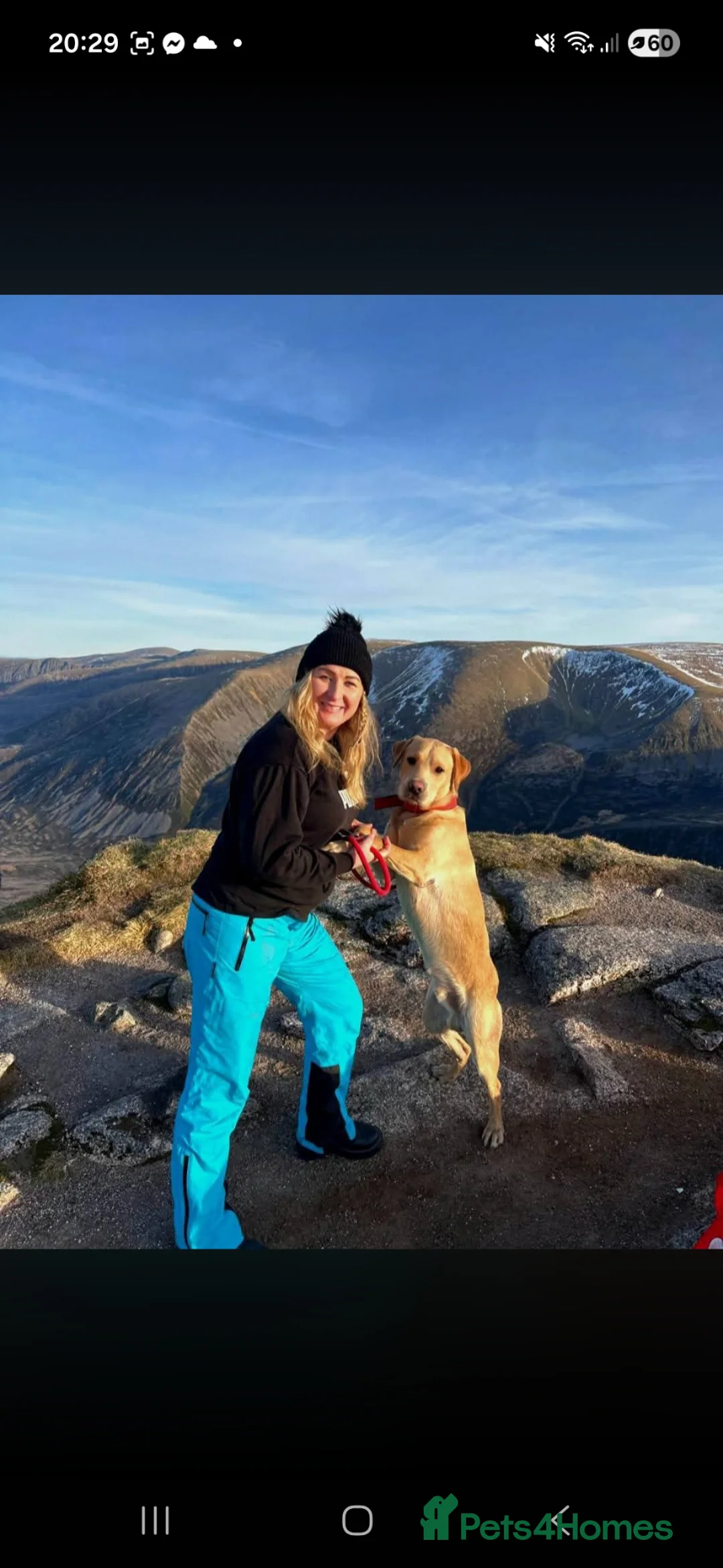 Labrador Retriever dogs for stud: KC Registered  Labrador  Stud – Proven in Inverness - Advert 6