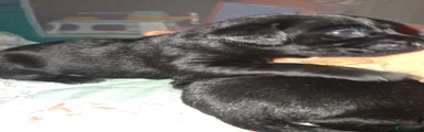 Labrador black