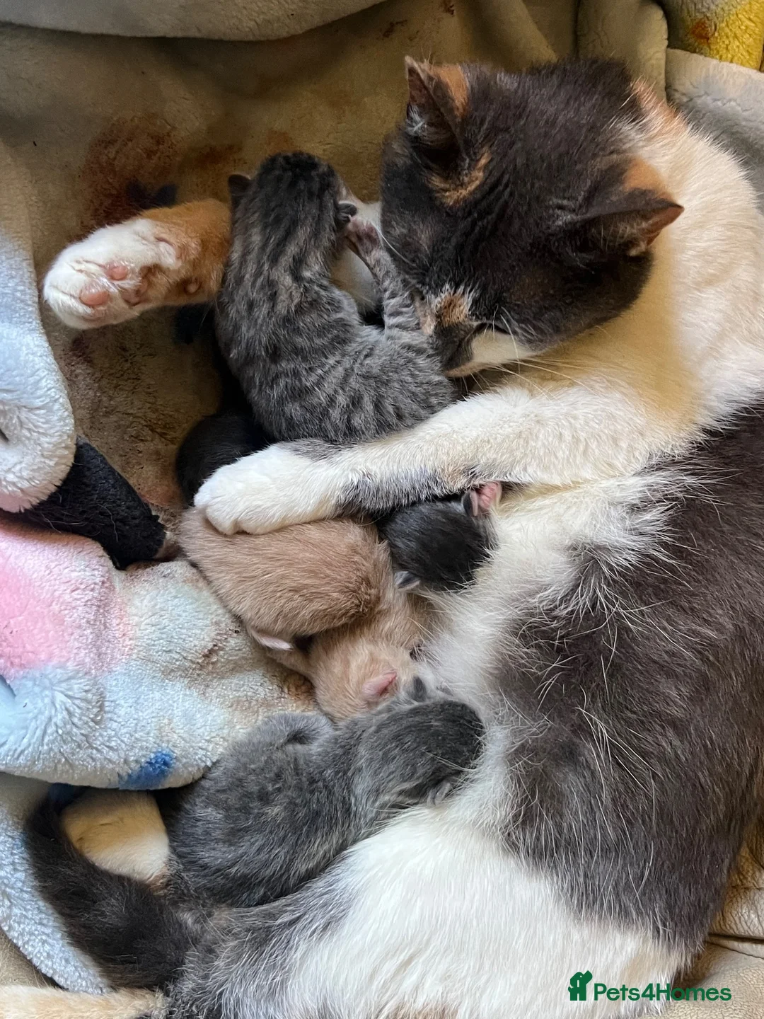 Mixed Breed cats for sale: Beautiful mixed kittens  in Matlock - Advert 1