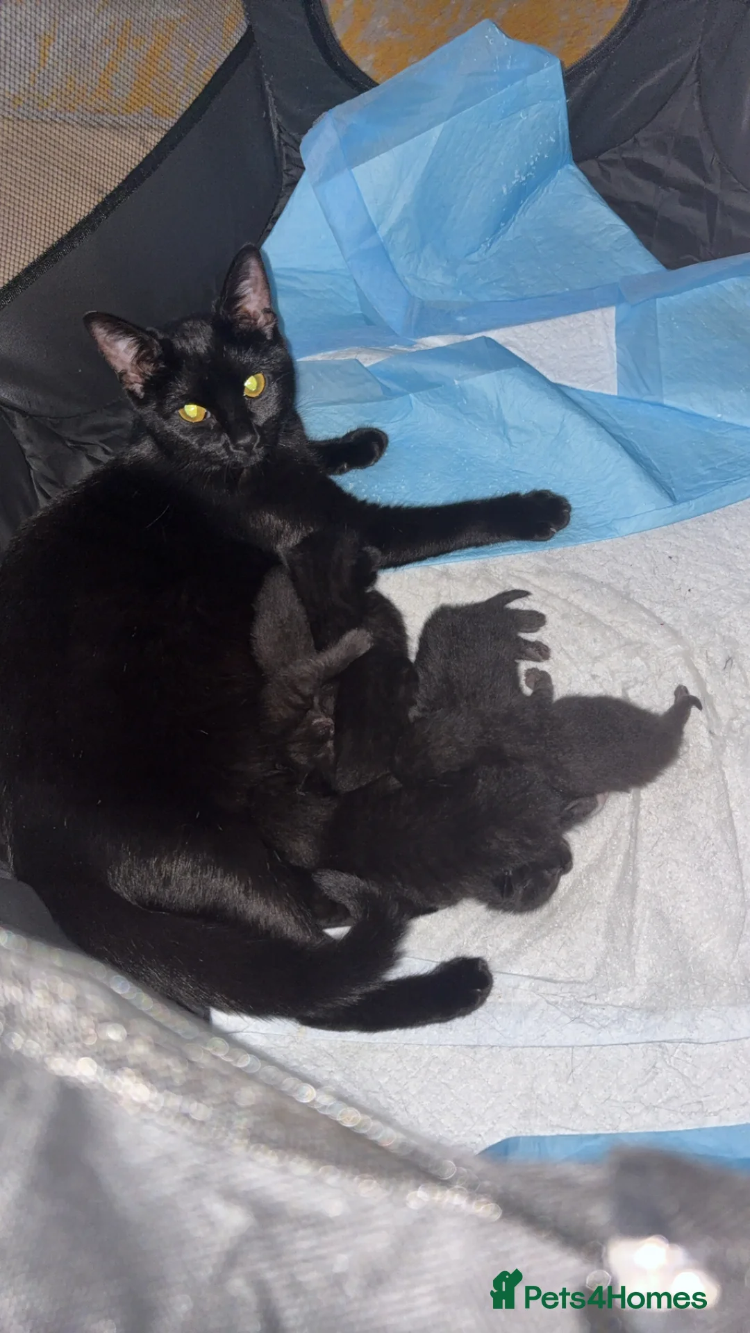 Mixed Breed cats for sale: Kittens in Great Yarmouth - Advert 2