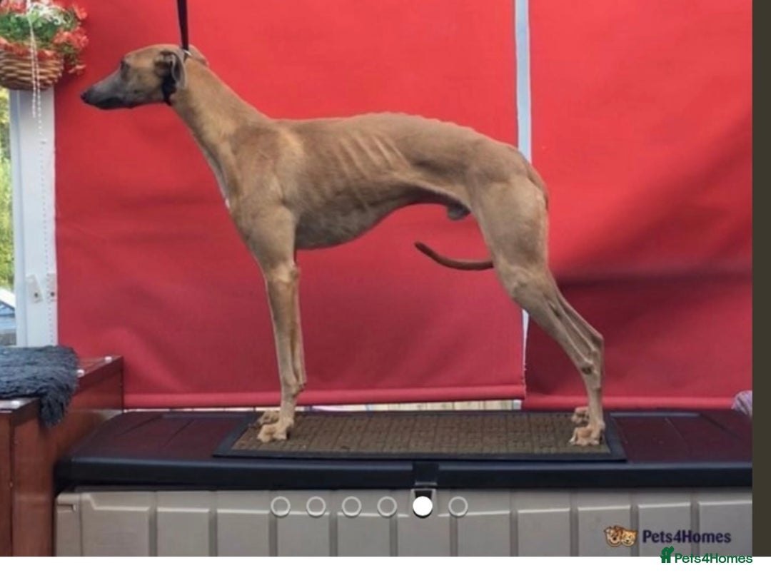 Whippet dogs for stud: Kc reg fully health tested proven stud - Advert 2