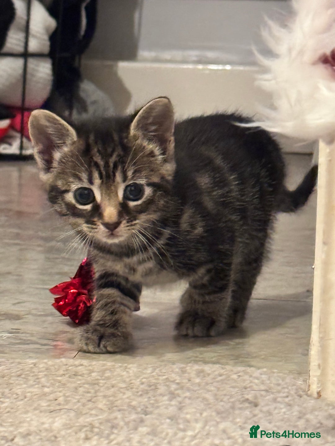 Mixed Breed cats for sale: Gorgeous Kittens ready to go in 2 weeks - Advert 22