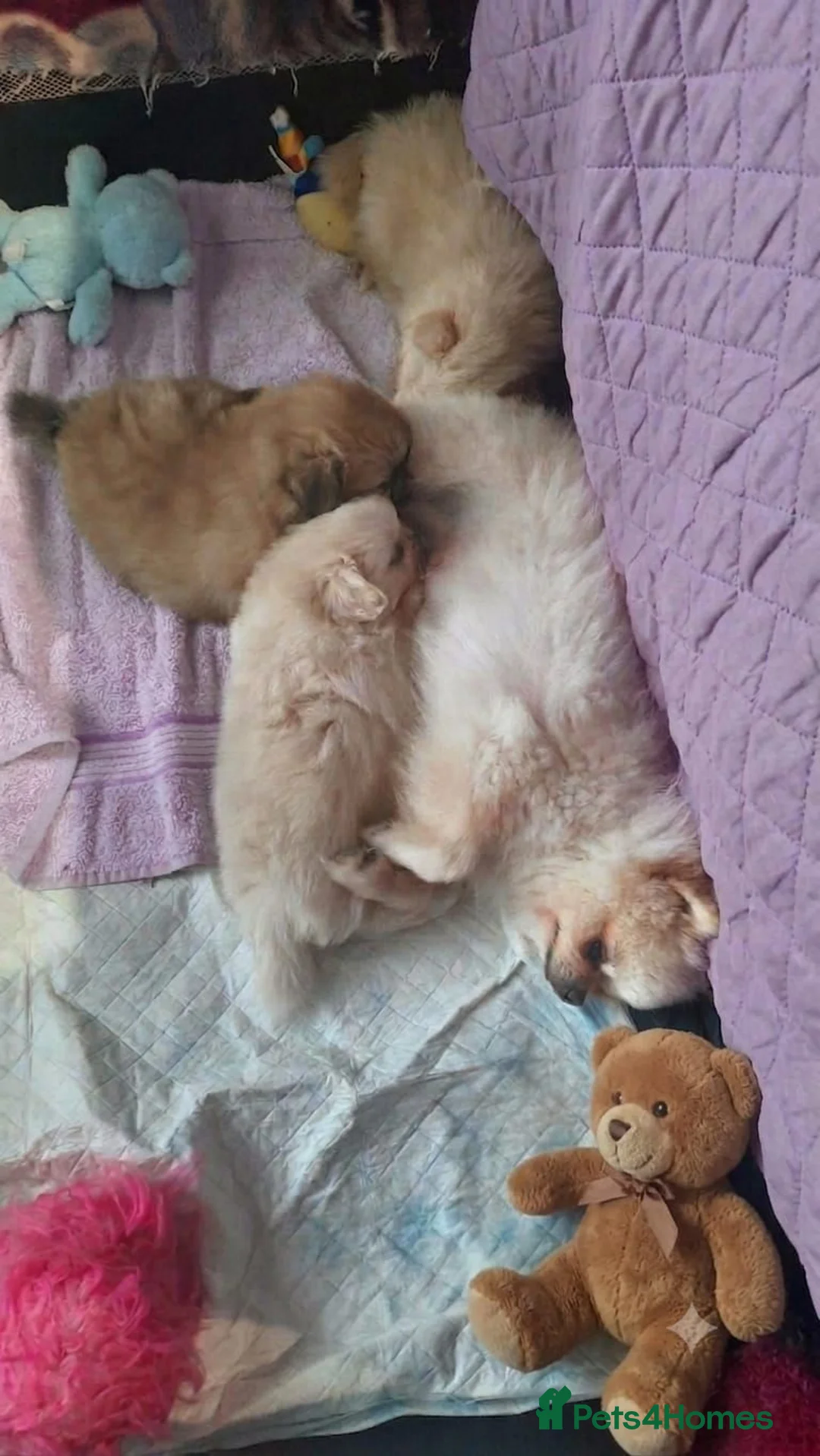 Mixed Breed dogs for sale: POMSHI PUPS FOR SALE  - Advert 7