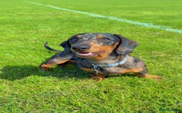 Miniature Dachshund dogs for stud: Bruno The Silver dapple - Image 1
