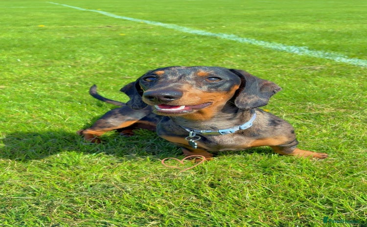 Miniature Dachshund dogs - Advert 2