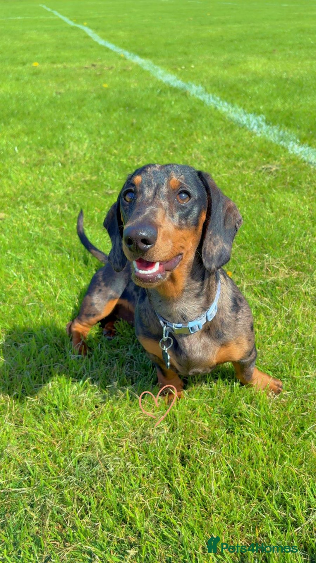 Miniature Dachshund dogs for stud: Bruno The Silver dapple - Image 1