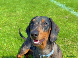 Miniature Dachshund dogs - Advert 11